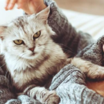 Medizinische Behandlungen für Katzenallergien, Flohallergien und atopische Dermatitis